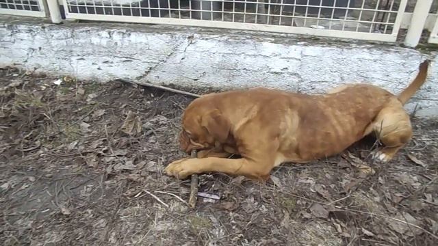 Бордосский дог смотреть онлайн