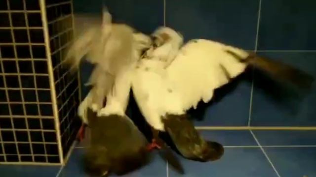 Иранские голуби в Германии! смотреть онлайн