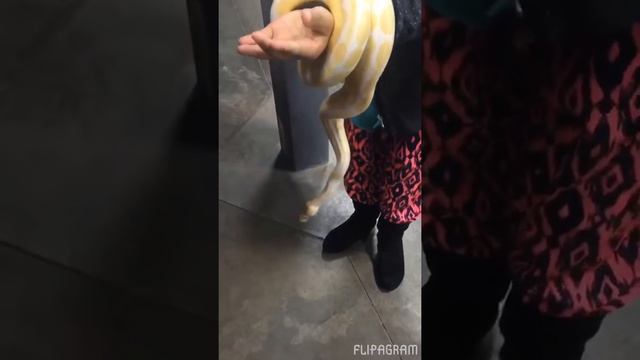 Little girl plays with 200 pd yellow python snake!!!!! смотреть онлайн