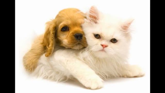 фурминатор для собак смотреть онлайн