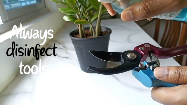 Anthurium leaves getting brown spots смотреть онлайн