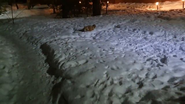 Алиса лиса. Игры Арчи и Алисы. смотреть онлайн