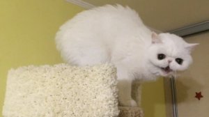 Белая киса шипит. Экзот