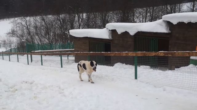 Алабай на задних лапах! Прикол! смотреть онлайн