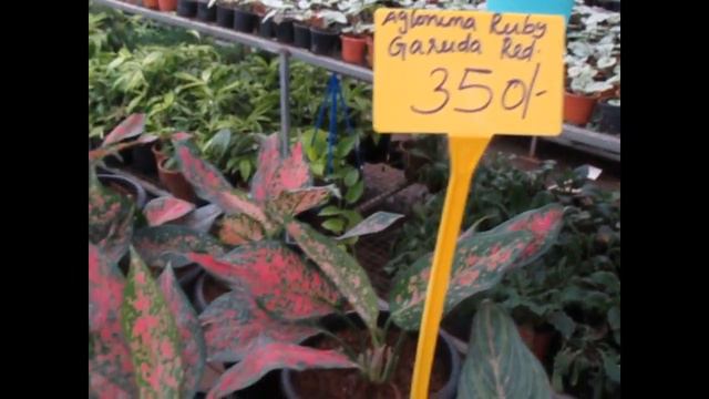 Aglaonema varieties avialable - Aglaonema china red, legacy hijau, ruby garuda red, lipstick. смотреть онлайн