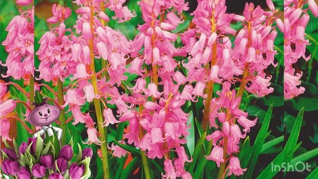 Гиацинтоидес chipollino flowers смотреть онлайн