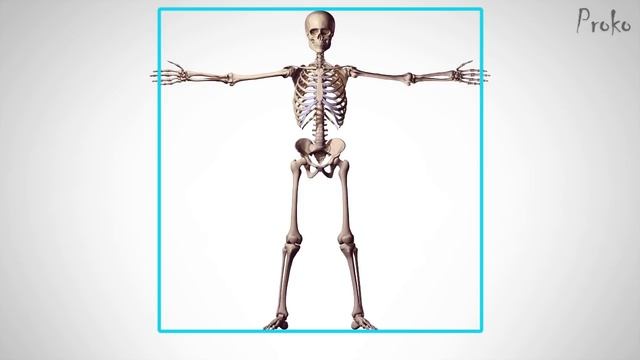 Human Figure Proportions - Average Figures - Dr. Paul Richer смотреть онлайн