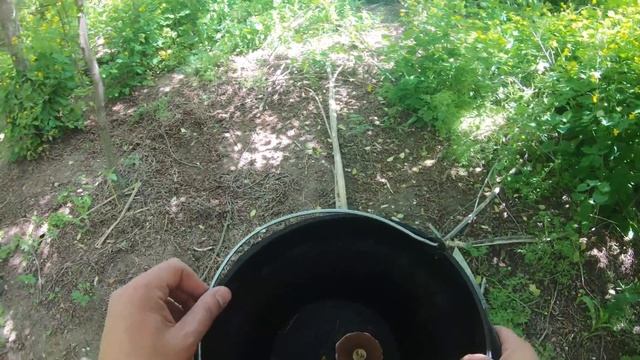 Собираем лесные шампиньоны!!такие вкусные, что не дождались и приготовили в лесу! смотреть онлайн