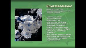 Макроэволюция. Урок биологии.