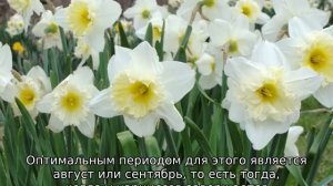 Нарциссы в открытом грунте отцвели: что делать дальше