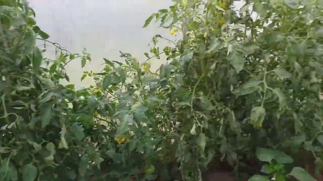 УБОРКА ЛУКА смотреть онлайн
