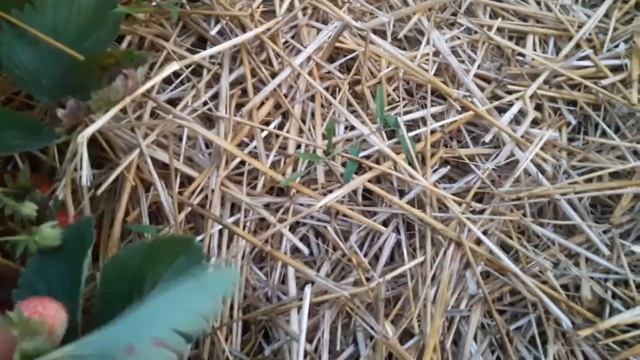 Мальвина начало созревания смотреть онлайн