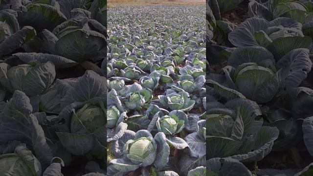 Капуста ларсия 9руб смотреть онлайн