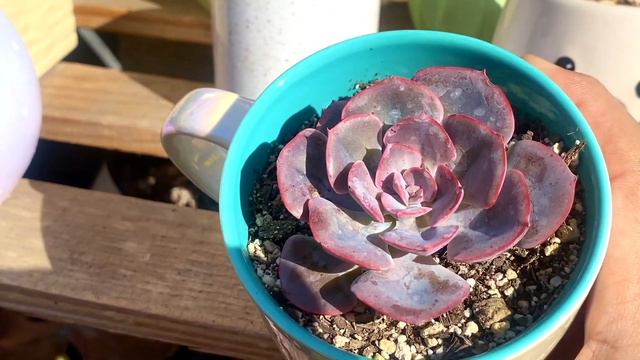 10 SUCULENTAS FAVORITAS!! ADIOS 2022 смотреть онлайн