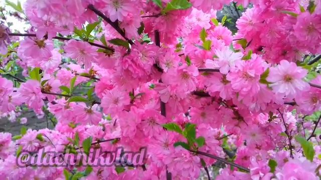 Цветение сакуры ранней весной смотреть онлайн