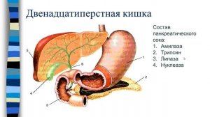 Биология. 8 класс. Пищеварительная система