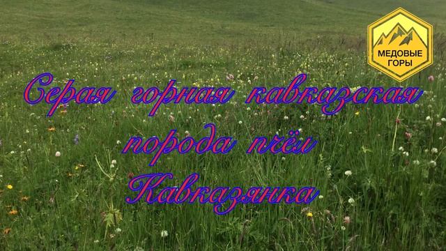 В. Г. Кашковский "Серая горная кавказская порода пчел - кавказянка" 24.04.2019 смотреть онлайн