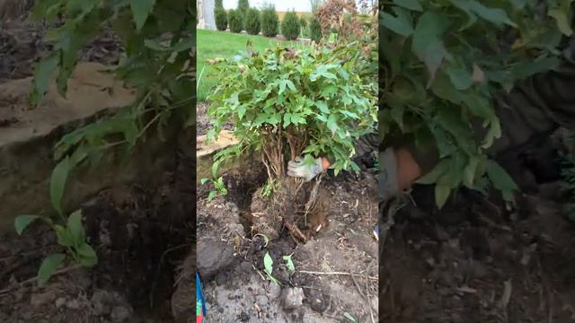 How to Transplant Peonies смотреть онлайн