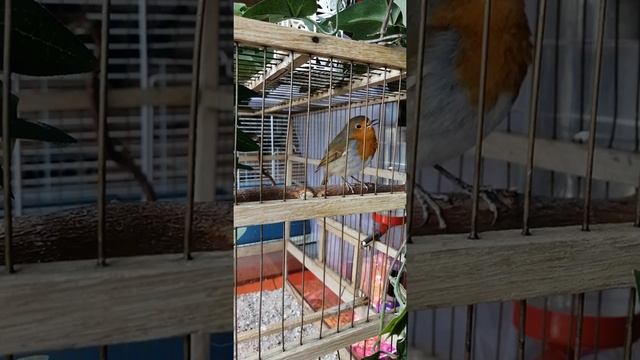 Зарянка (Erithacus rubecula) смотреть онлайн