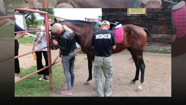 ЭКЛЕР гнедой жеребец смотреть онлайн