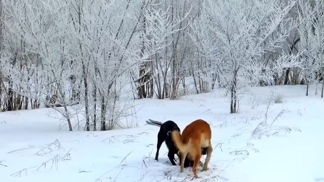 28 Января Три Опасных Ловушки ждут каждого | Магия жизни Лунный календарь смотреть онлайн