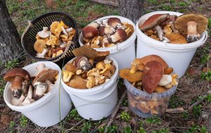 ГРИБНИКИ НАШЛИ НЕТРОНУТЫЙ ЛЕС БЕЛЫХ ГРИБОВ! Поиски грибов в лесах России. Маринованные белые грибы