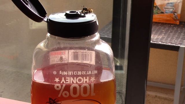 Bob the Bee! смотреть онлайн