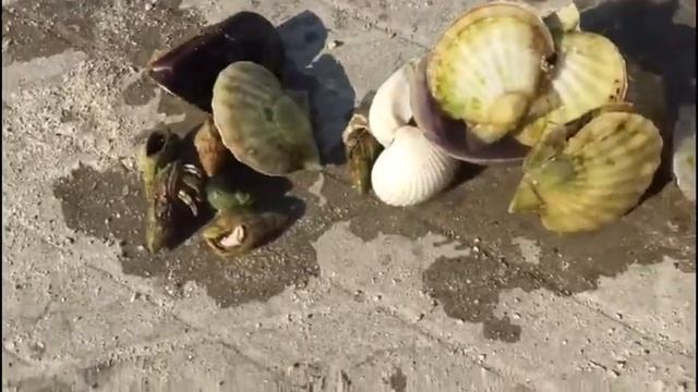 Дары моря мидии устрицы и американский шпион Команда 89 смотреть онлайн