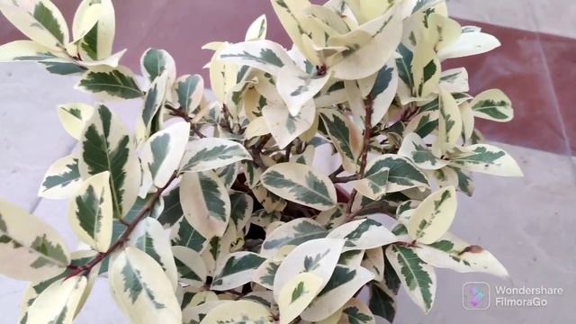 Starlight Ficus || Ficus Safari || Variegated Ficus Care Tips || Full Information About Ficus Safar