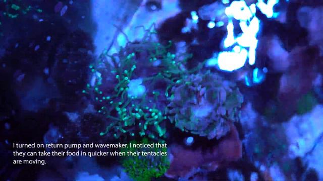Feeding Anemone & Corals with Frozen Shrimp and Reef Roid - Fluval Evo 13.5 galloon saltwater tank смотреть онлайн