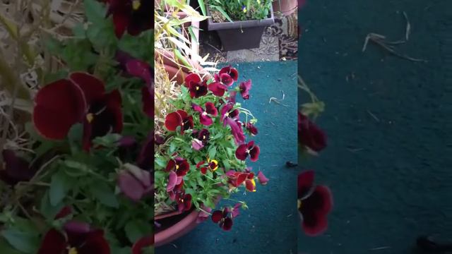 Lanai in May смотреть онлайн