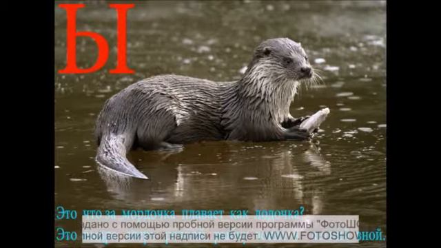 Гласные буквы со зверюшками смотреть онлайн