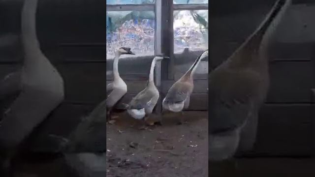 красивые гуси смотреть онлайн