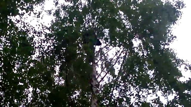 Спасение мяча с дерева на уровне 4эт. смотреть онлайн