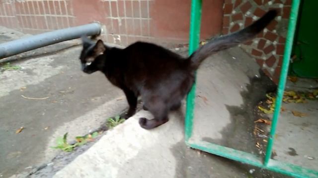 Что творится в городе? Нашествие черных котов. смотреть онлайн