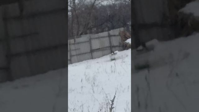 ястреб напал на манков смотреть онлайн