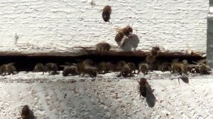 Направление летков в ульях. Куда направить леток улья