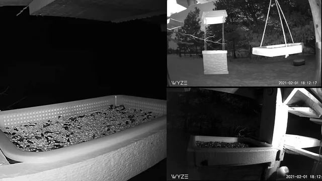 2021 Feb 01: Livestream bird feeding station. Ripley, Ontario Canada by AtHomeFriendlyTecGuy смотреть онлайн