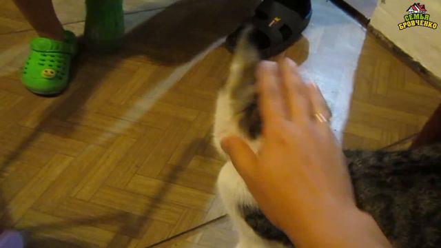 В семье снова пополнение ))) Где котята Мурки? (10.17г.) Семья Бровченко. смотреть онлайн