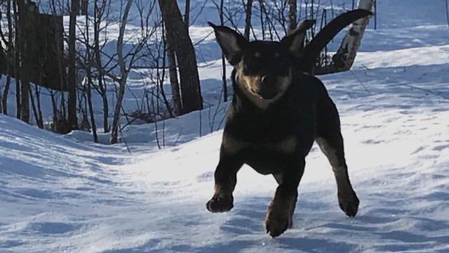 Smålandsstövare - Smaland Hound - TOP 10 Interesting facts смотреть онлайн
