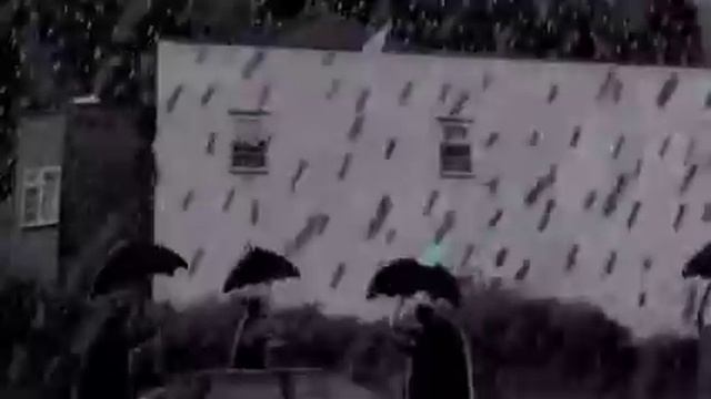Its Been Raining Cats And Dogs! by Zach Ellams смотреть онлайн