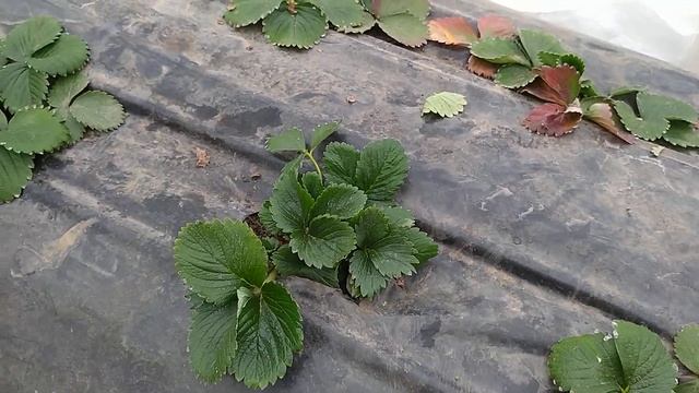 Зачистка.Подготовка к новому сезону смотреть онлайн