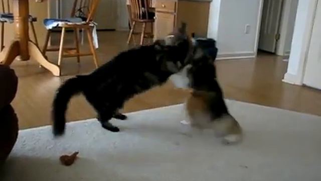 Мейн-Кун дерётся с собакой