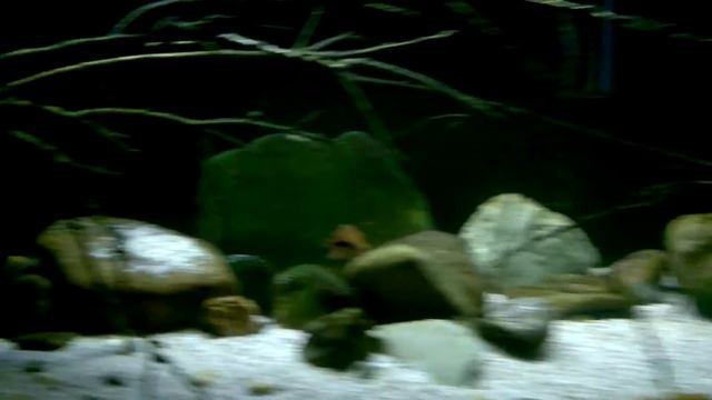 Herotilapia multispinosa, Xiphophorus montezumae смотреть онлайн