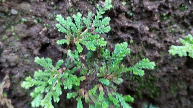 Selaginella sp смотреть онлайн