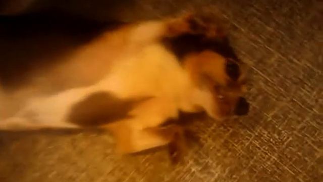 Децл мецл смотреть онлайн