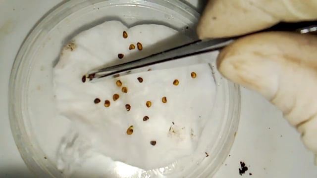 Сею ФЕЙХОА из замоченных семян.Всходы незамоченных.