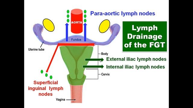 Lymphatic Drainage of the Female Genital Tract, Dr Adel Bondok Making Anatomy Easy смотреть онлайн