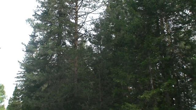 Оздоровительные прогулки вдоль реки Лебедь, с.Турочак, Горный Алтай смотреть онлайн