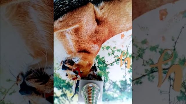 ТОП 3 ИГРУШКИ ДЛЯ ХОМЯКОВ смотреть онлайн